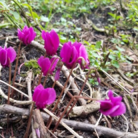 Cyclamens just growing on the banks!